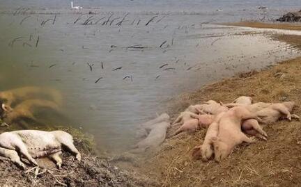 官方回应黄河大堤死猪事件