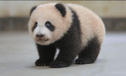 大熊猫为什么被视为中国的国宝